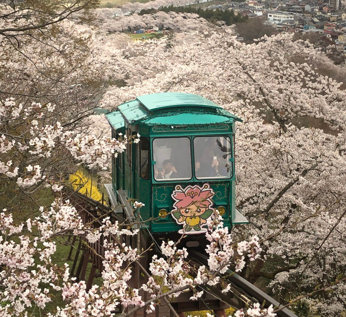 sakura4