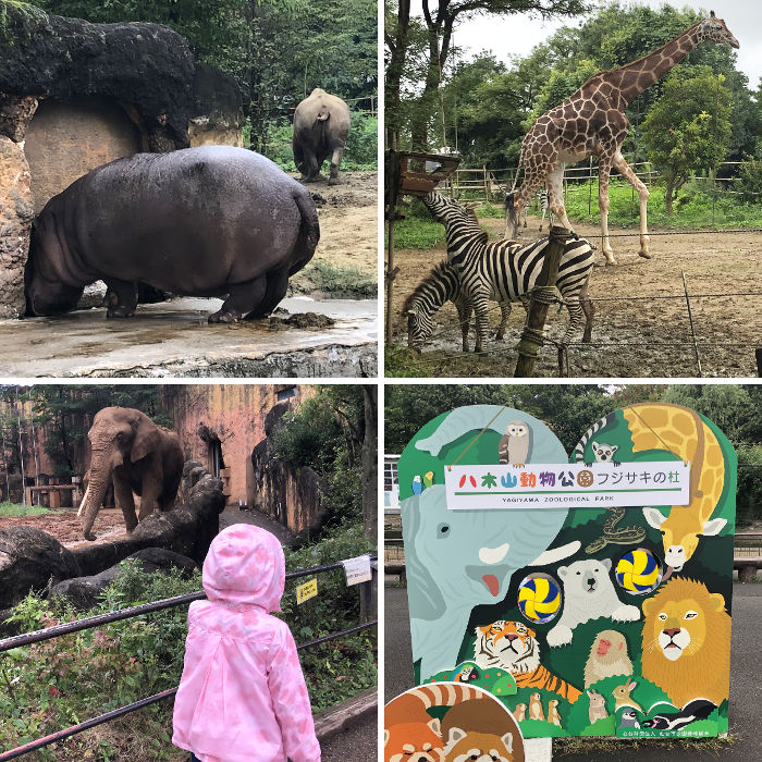 動物園のエ園内