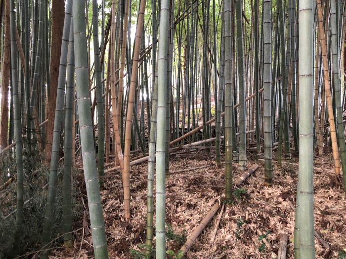 竹林の奥の建物