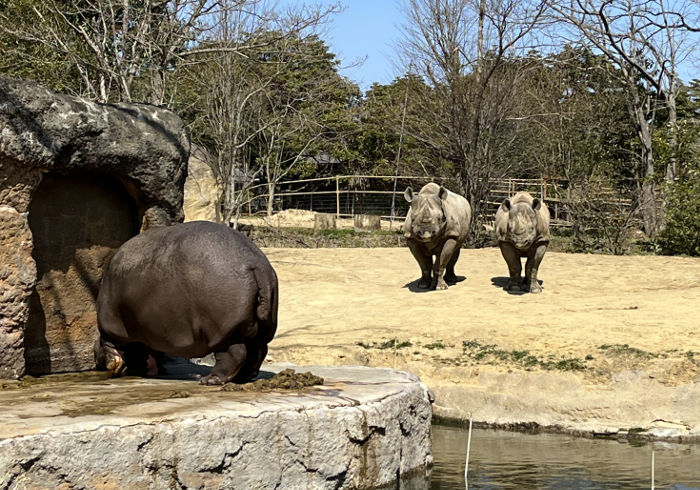 カバの様子