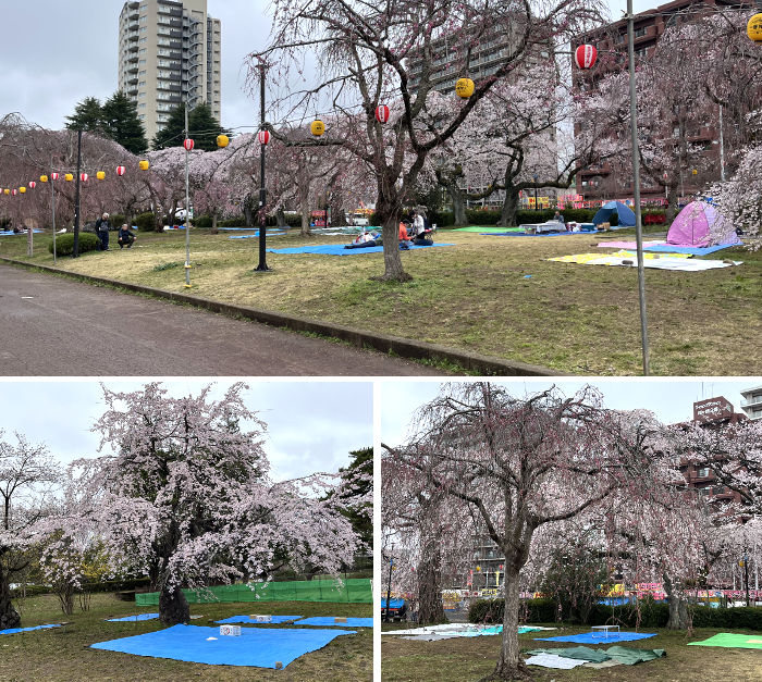 早朝の公園の様子